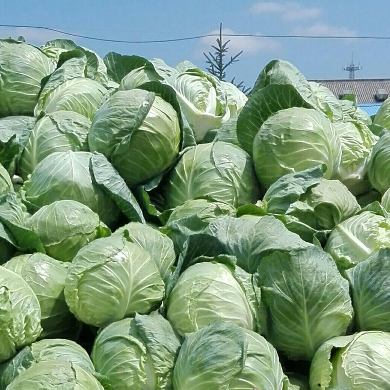 京丰一号甘蓝专业种植平包菜加工厂食堂货市场货