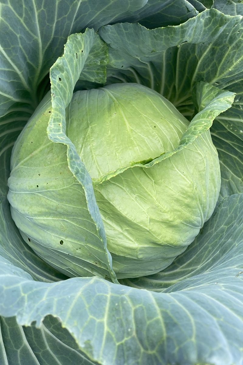 京丰一号甘蓝专业种植平包菜加工厂食堂货市场货