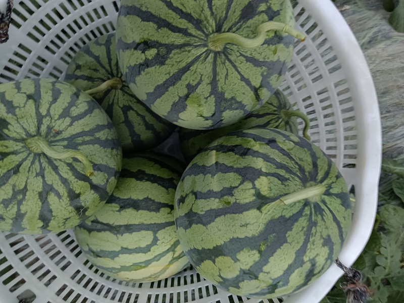 大棚美都西瓜，果型圆，皮薄，甜度13