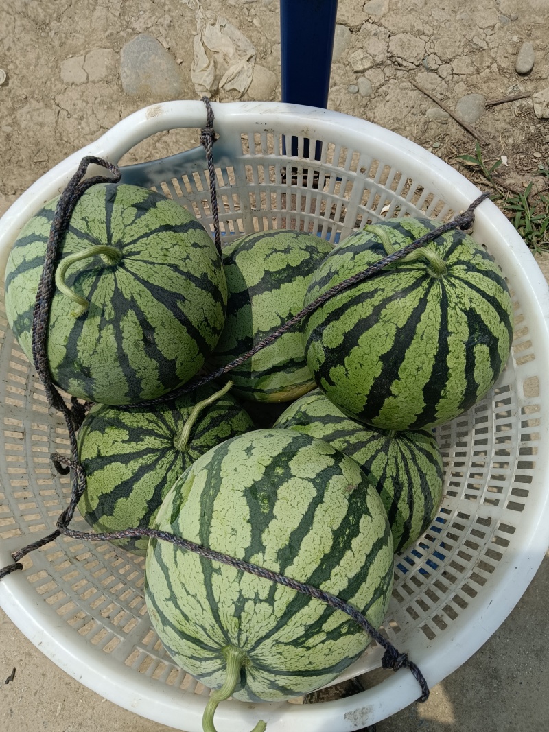 大棚美都西瓜，果型圆，皮薄，甜度13