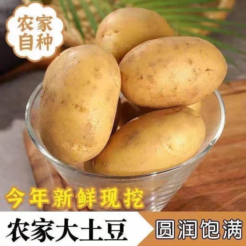 土豆沃土5号中暑五号荷兰十五保质保量欢迎订购