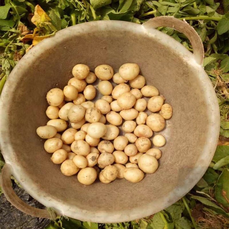 土豆沃土5号中暑五号荷兰十五保质保量欢迎订购