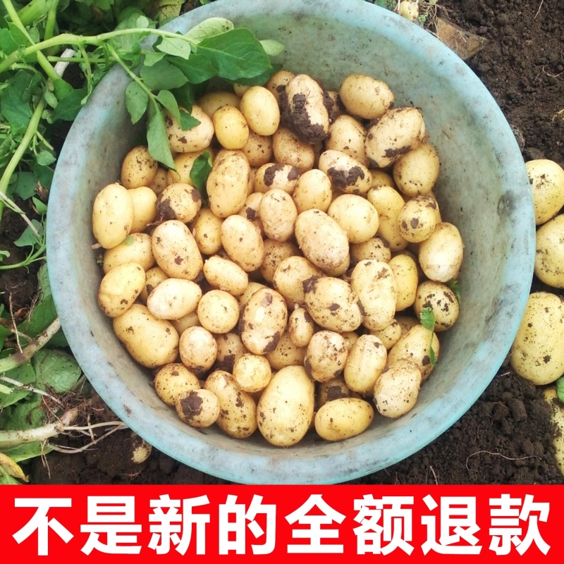土豆沃土5号中暑五号荷兰十五保质保量欢迎订购