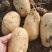 土豆沃土5号中暑五号荷兰十五保质保量欢迎订购