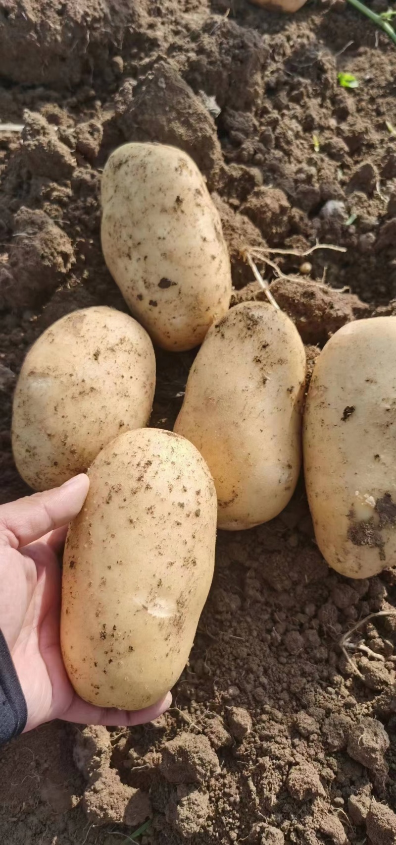 土豆沃土5号中暑五号荷兰十五保质保量欢迎订购