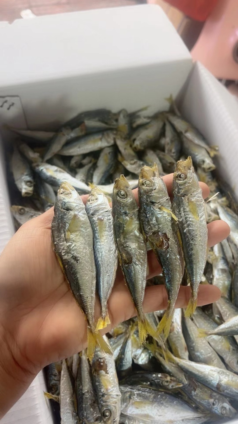 自产自销，本港黄尾小巴浪鱼，即食淡干，价格优惠