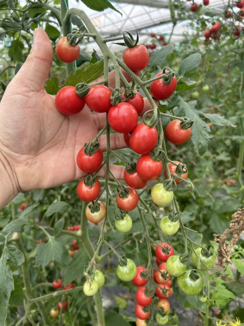 浙樱粉小番茄