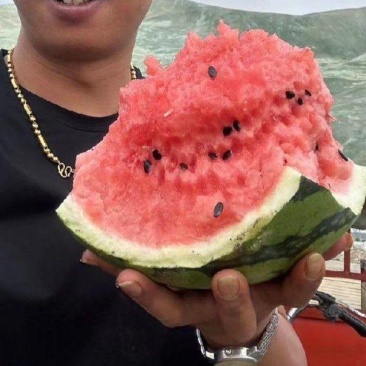 河南精品甜王，大量现货，产地实力代办，代收代发全国！！！