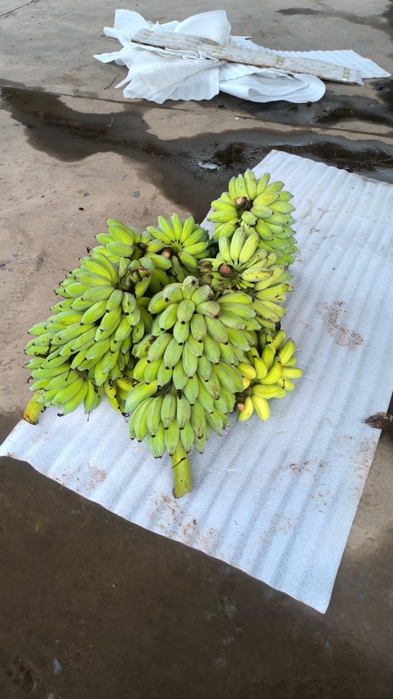 芭蕉