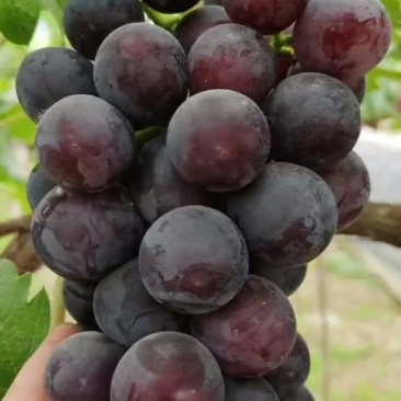 大棚乒乓球葡萄大量现货，有巨圣一号，蜜光，巨峰葡萄