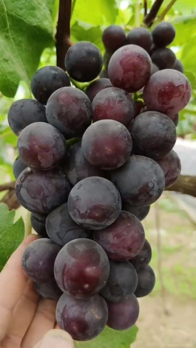 大棚乒乓球葡萄大量现货，有巨圣一号，蜜光，巨峰葡萄
