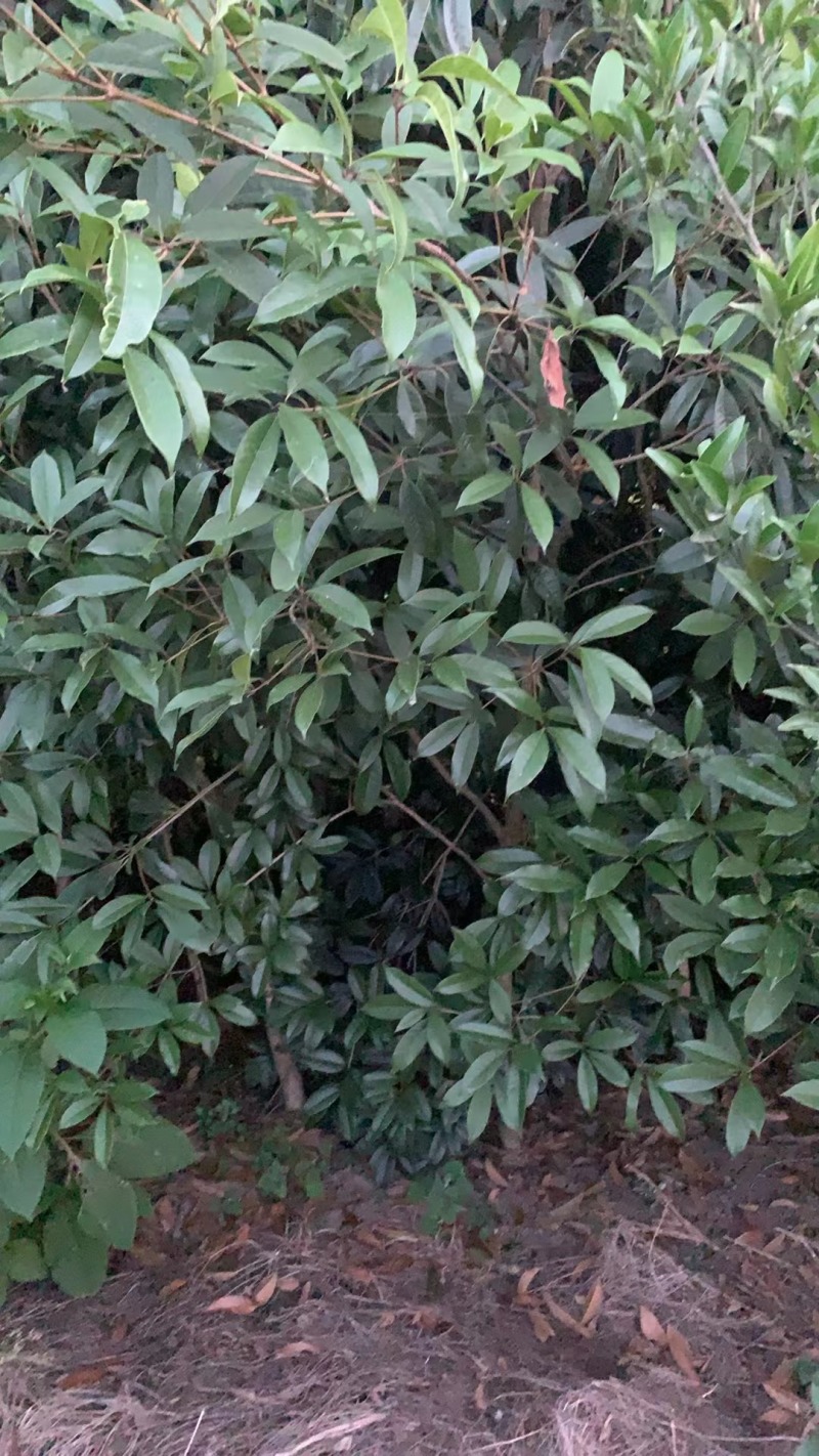 桂花苗低价处理还耕