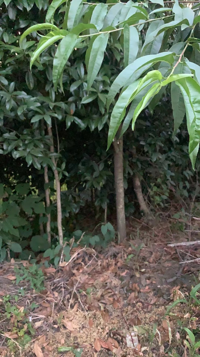 桂花苗低价处理还耕