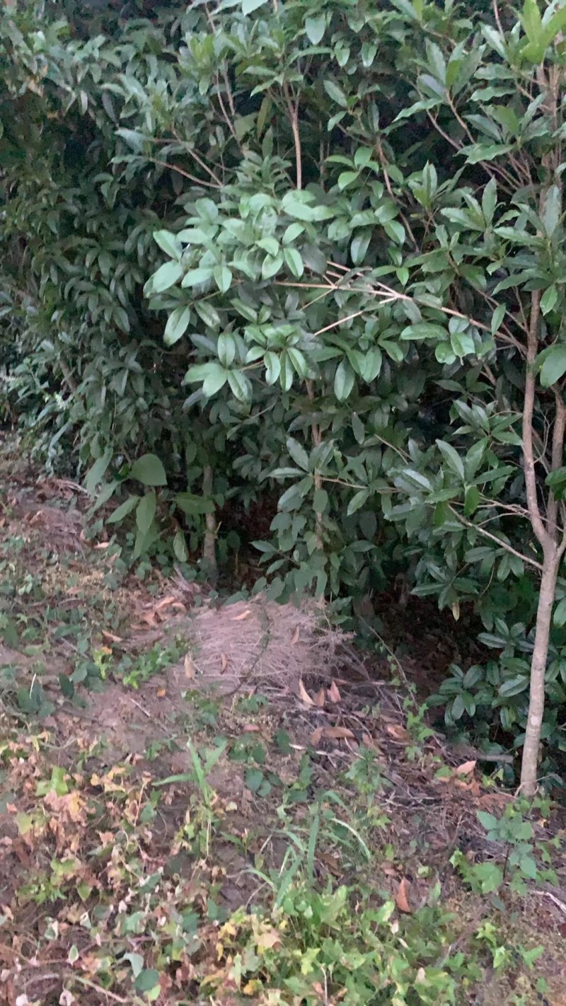 桂花苗低价处理还耕