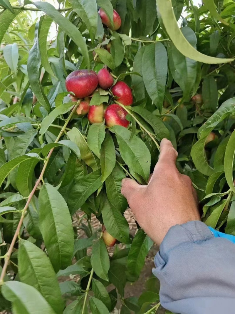 陆地明月蟠桃大量上市口感甜颜色红无裂口