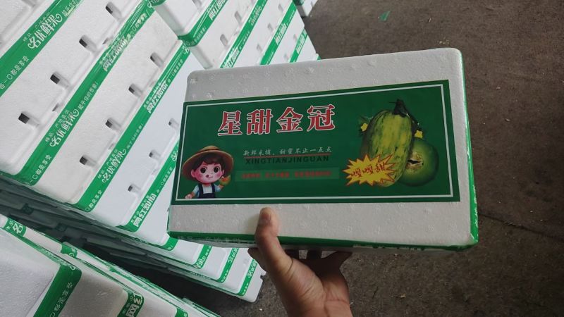 山东甜瓜昌乐青州星甜甜瓜星甜金冠大量上市价格合适质