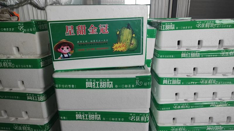 山东甜瓜昌乐青州星甜甜瓜星甜金冠大量上市价格合适质