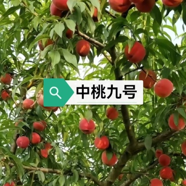 中桃九号桃苗，真正的早熟霸王桃，个大极丰产适应性强