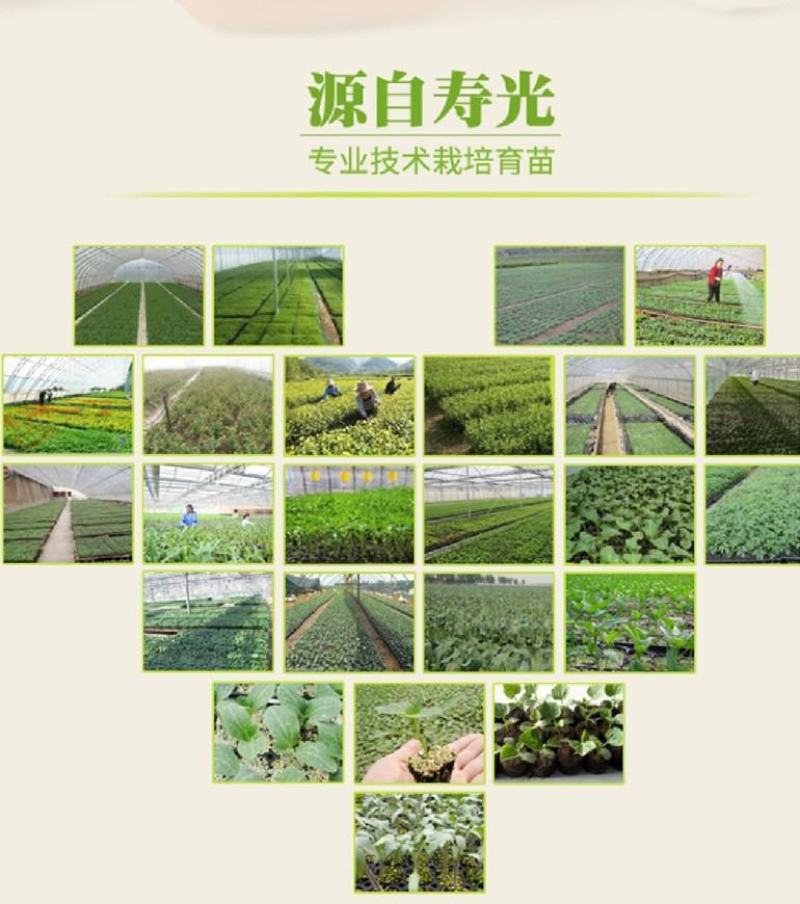 山东潍坊寿光直根羊角蜜甜瓜穴盘壮苗露天地爬吊秧管理都高产