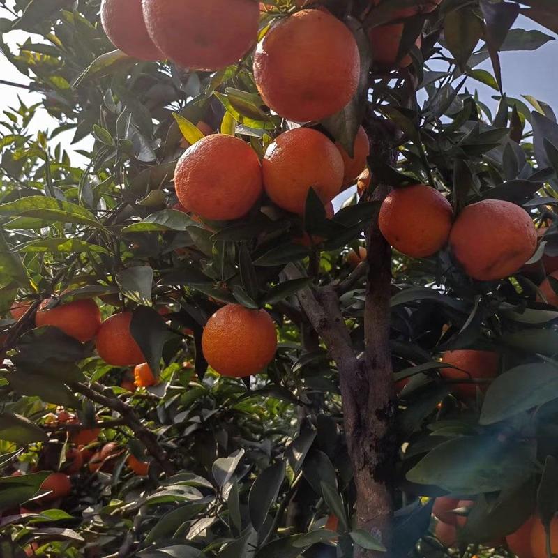 尚品2号柑橘苗，中熟挂果期长品质赛过红美人柑桔