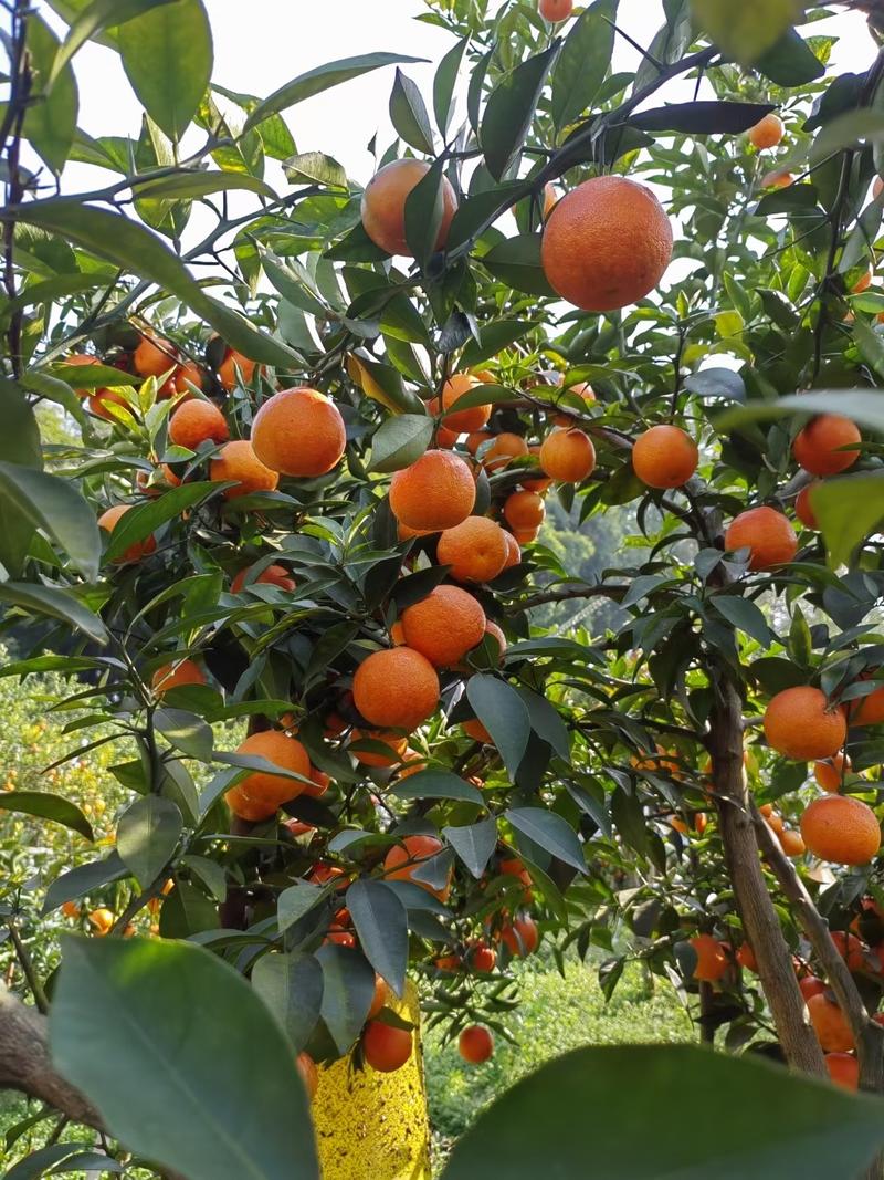 尚品2号柑橘苗，中熟挂果期长品质赛过红美人柑桔