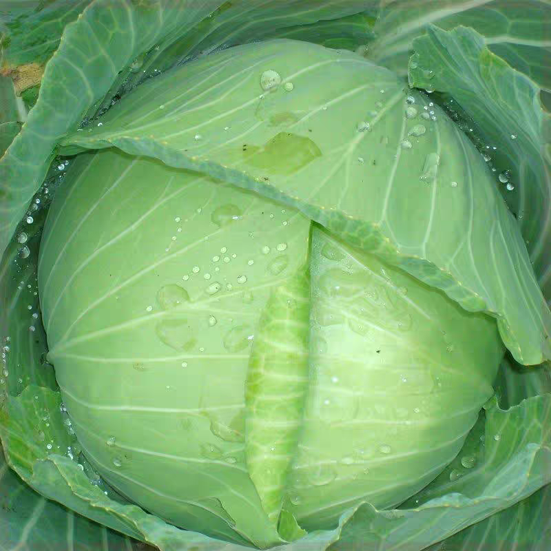 奥奇娜，京丰，扁包菜，产地一手货源，价格美丽，大量有货