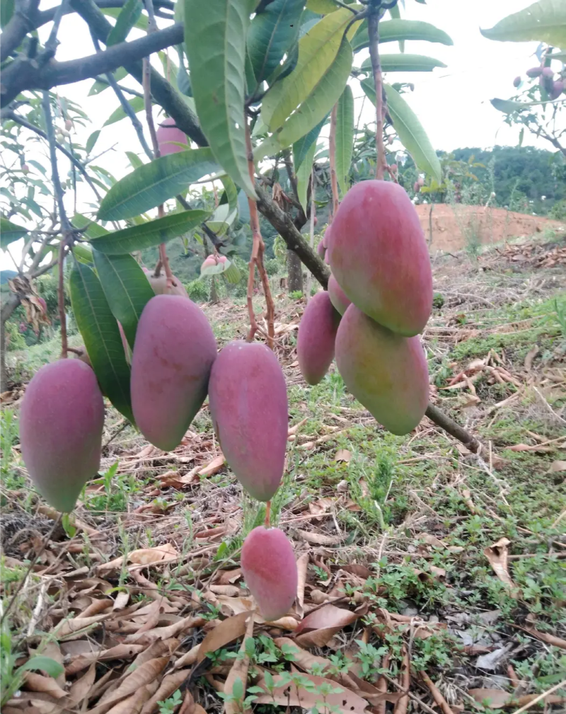 红贵妃芒果