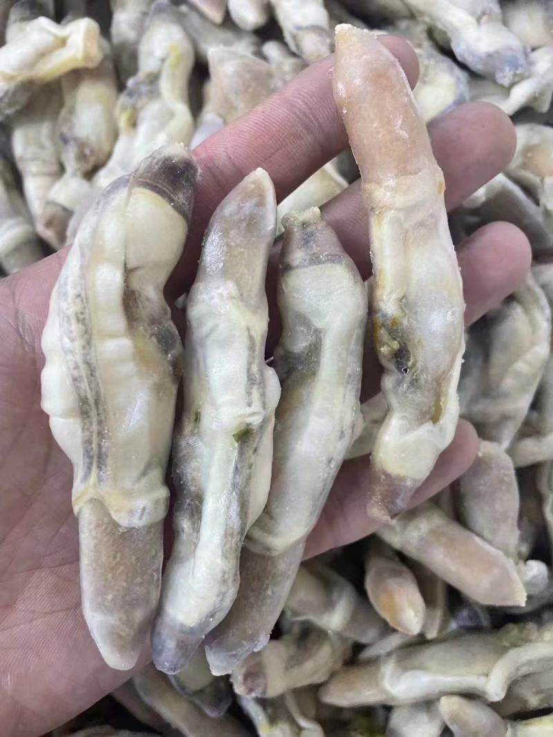 蛏王肉竹节蛏大蛏王肉海蛏