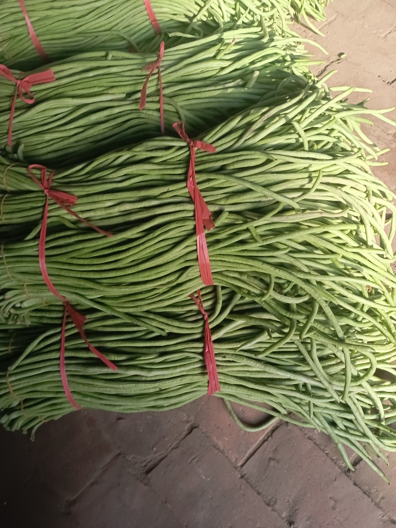 大棚绿长豇豆大量现货上市了