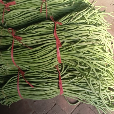 大棚绿长豇豆大量现货上市了