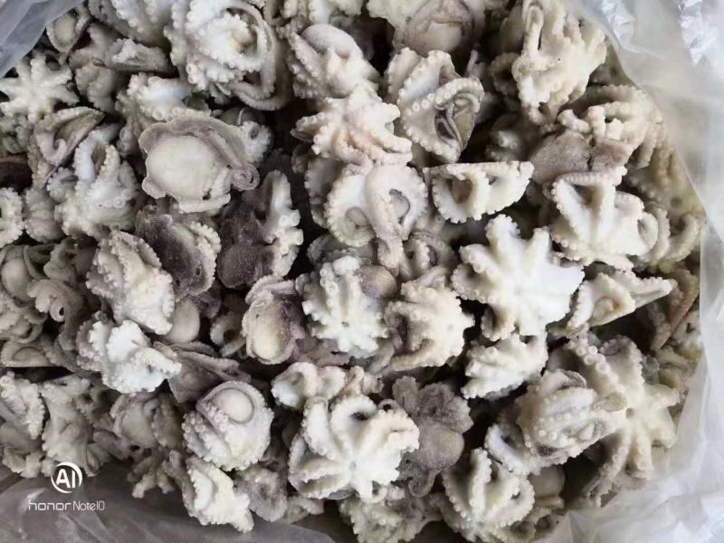 盐揉三去八爪鱼短腿八爪鱼章鱼爆头八爪鱼
