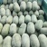 河南中牟本地精品水果冬瓜大量供应价格可来电详谈
