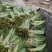 2024端午节前粽叶麻竹叶，正式接单。量大价优