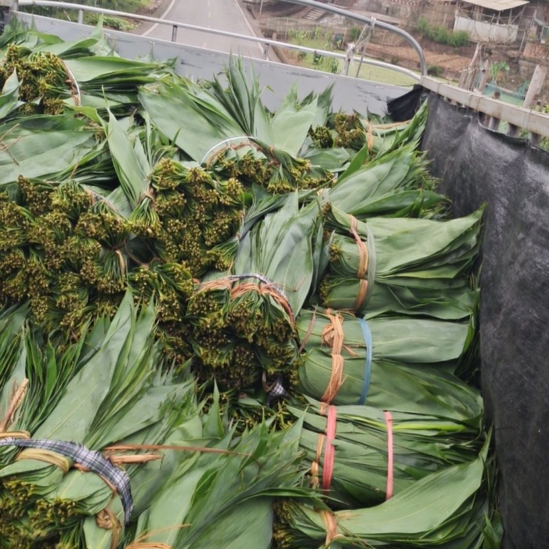 2024端午节前粽叶麻竹叶，正式接单。量大价优