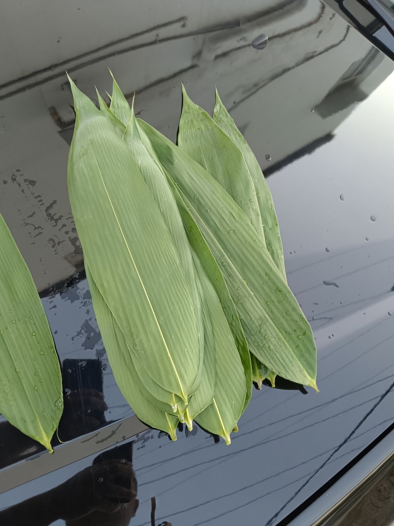 2024端午节前粽叶麻竹叶，正式接单。量大价优