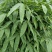 2024端午节前粽叶麻竹叶，正式接单。量大价优
