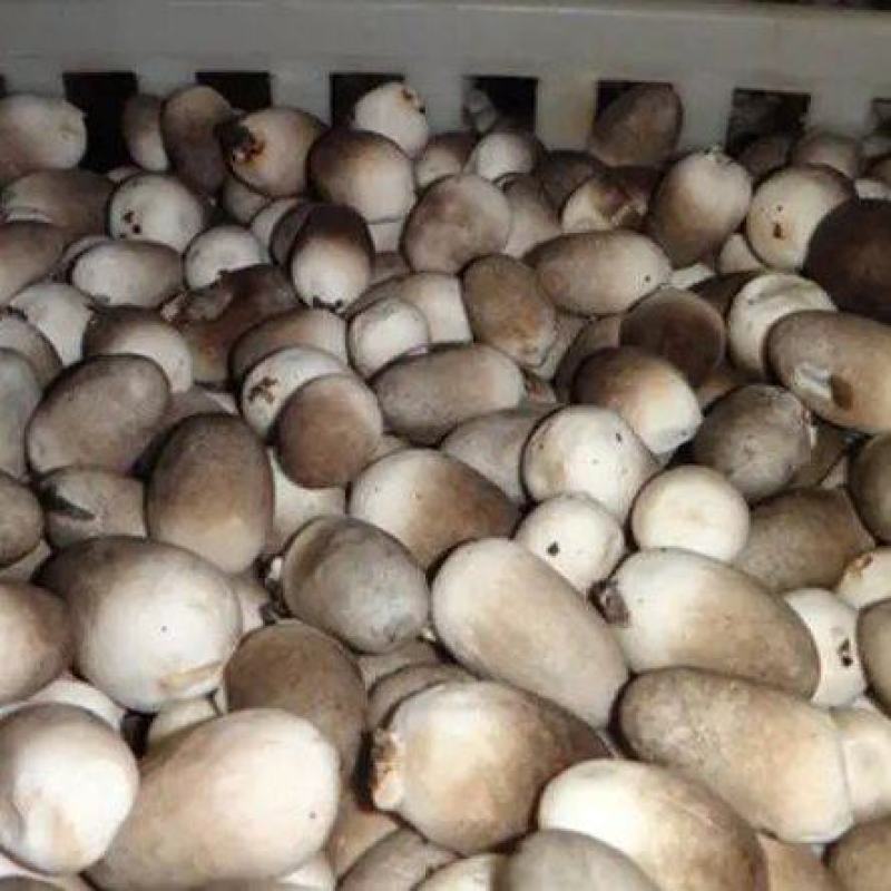 24鲜草菇