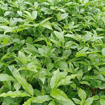 三叉苦种苗药材苗种植三叉苦20~40公分高杯苗大量有货
