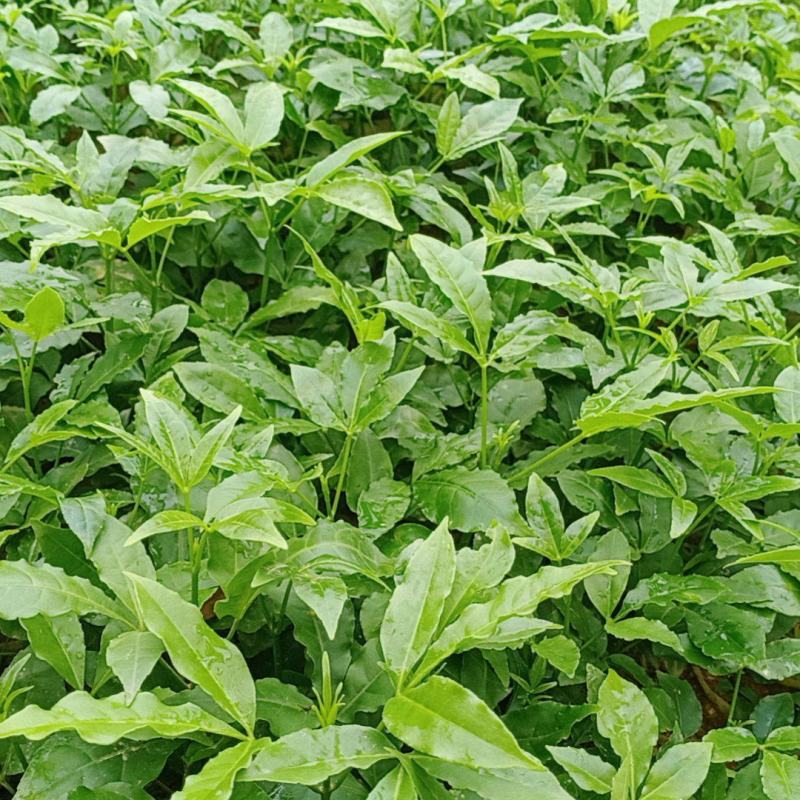 三叉苦种苗药材苗种植三叉苦20~40公分高杯苗大量有货