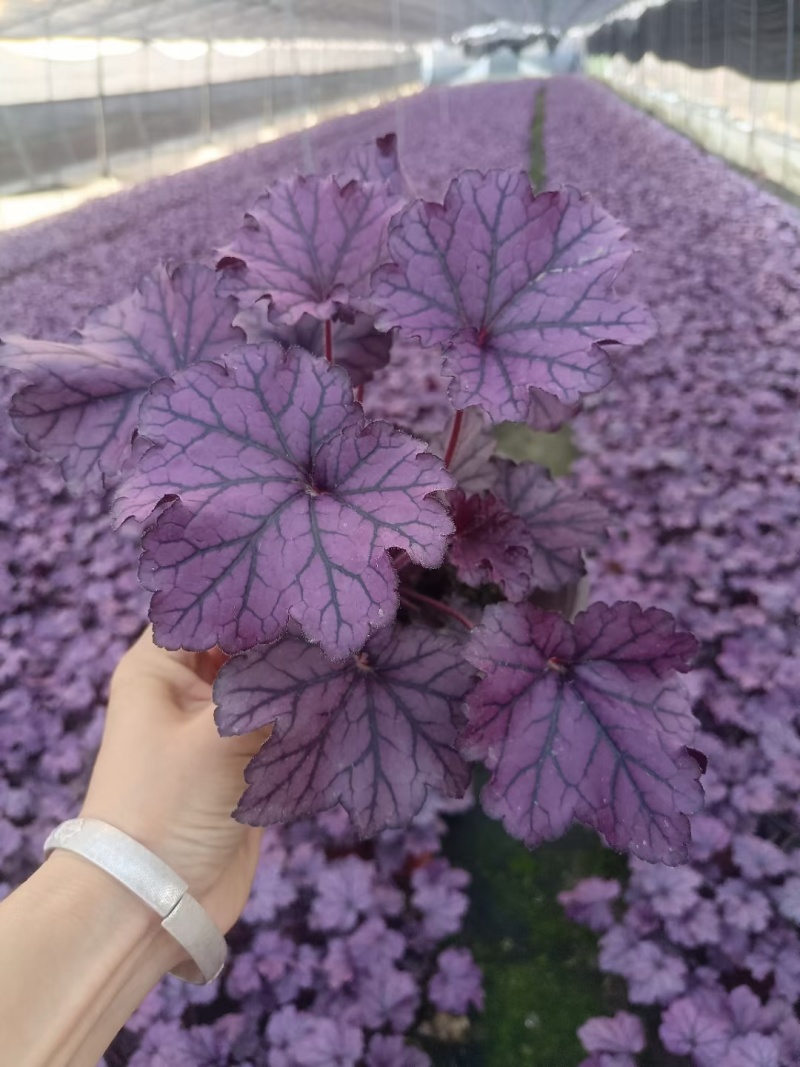 矾根处理、13杯矾根、色块植物矾根盆苗批发