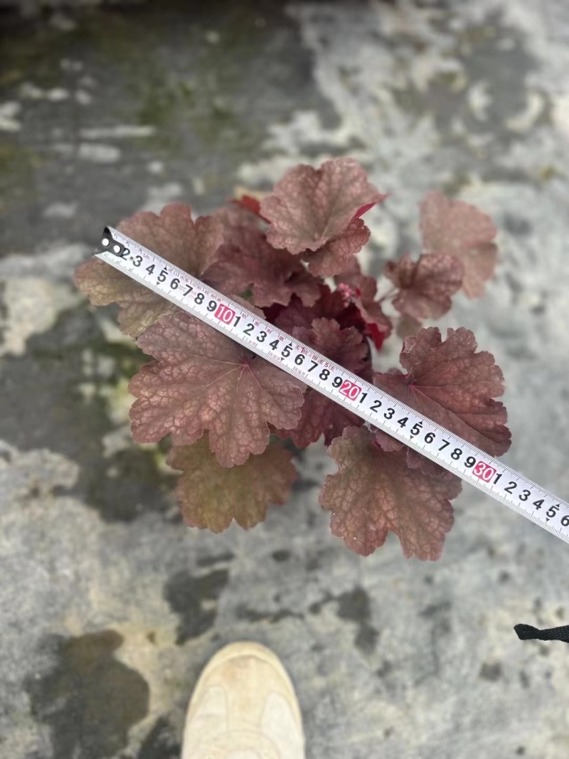 矾根处理、13杯矾根、色块植物矾根盆苗批发