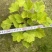 矾根处理、13杯矾根、色块植物矾根盆苗批发