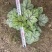 矾根处理、13杯矾根、色块植物矾根盆苗批发