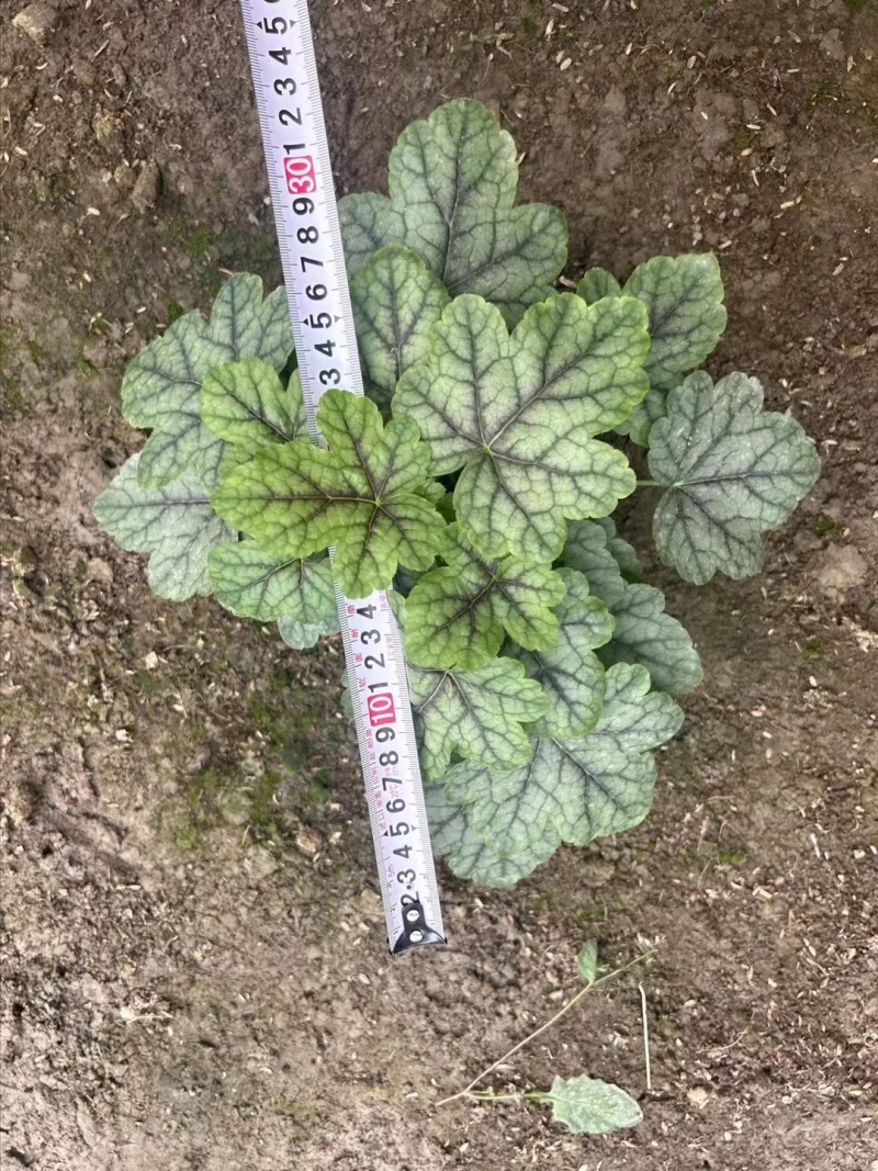 矾根处理、13杯矾根、色块植物矾根盆苗批发