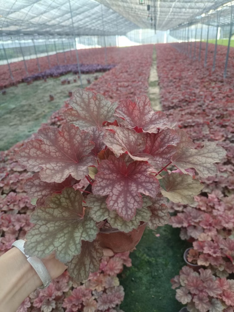 矾根处理、13杯矾根、色块植物矾根盆苗批发