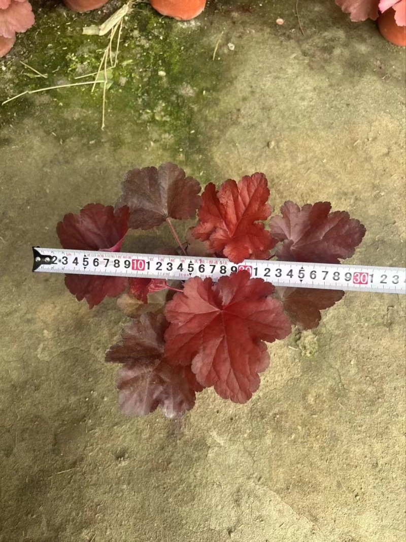 矾根处理、13杯矾根、色块植物矾根盆苗批发