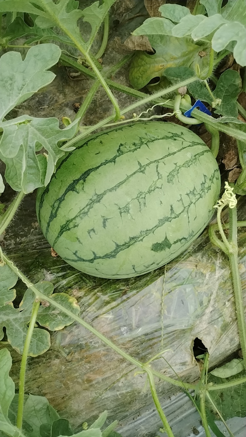 甜度高西瓜欢迎联系