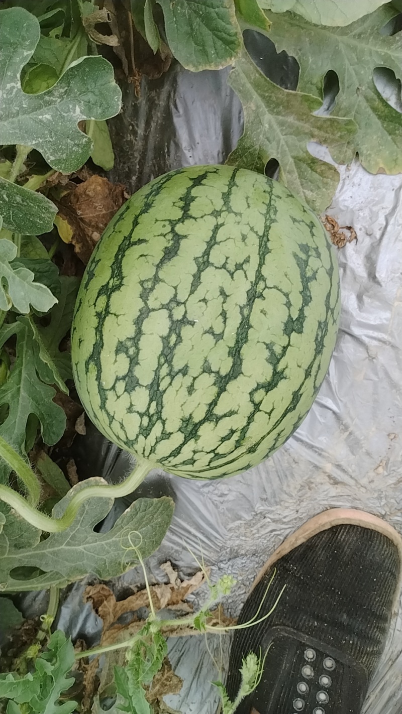 甜度高西瓜欢迎联系