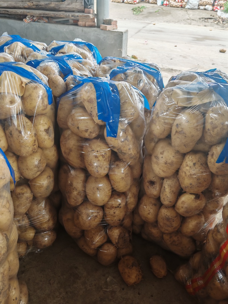 河南沃土土豆大量供应，超市，市场，电商大量接单