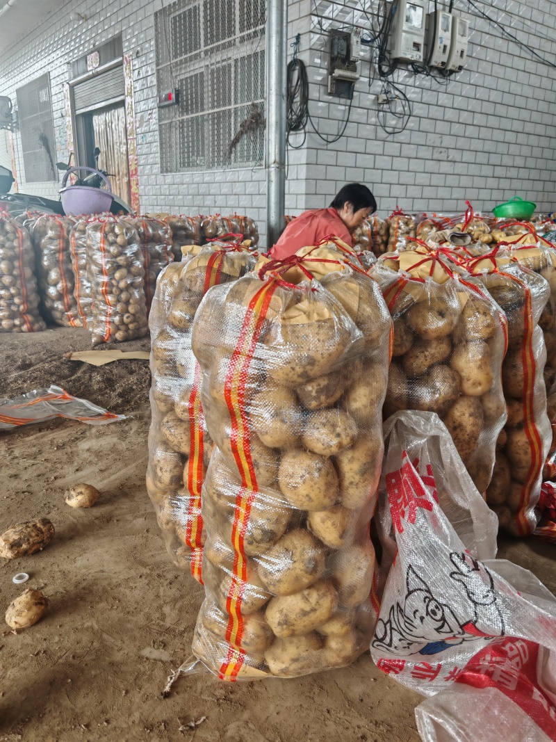 河南沃土土豆大量供应，超市，市场，电商大量接单